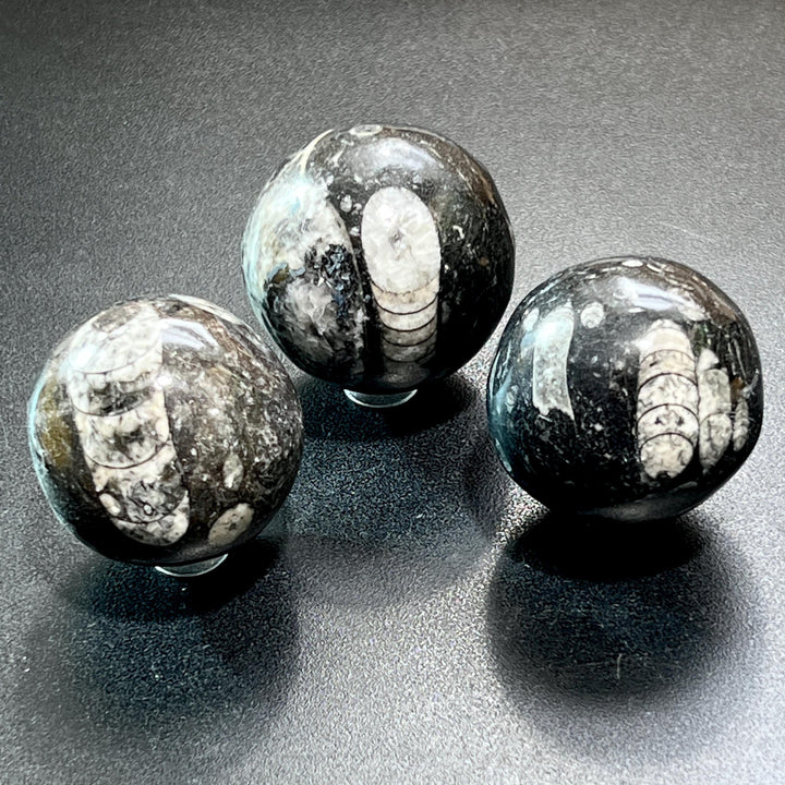 Orthoceras Fossil Sphere Polished Carving