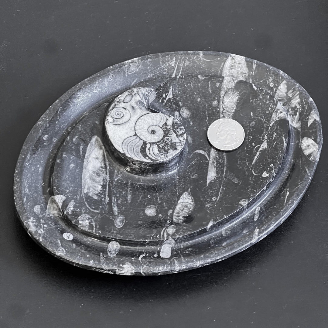 Orthoceras And Ammonite Fossil Stone Change Dish Carving (8 inches)