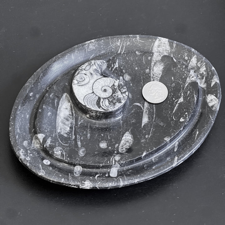 Orthoceras And Ammonite Fossil Stone Change Dish Carving (8 inches)