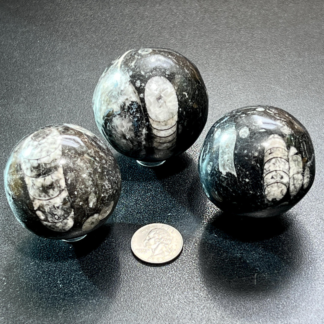 Orthoceras Fossil Sphere Polished Carving