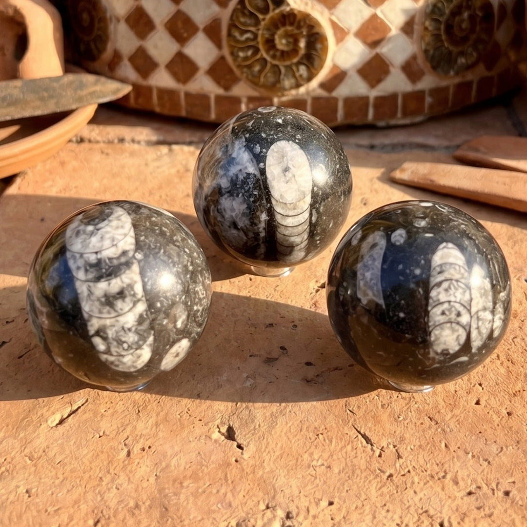 Orthoceras Fossil Sphere Polished Carving