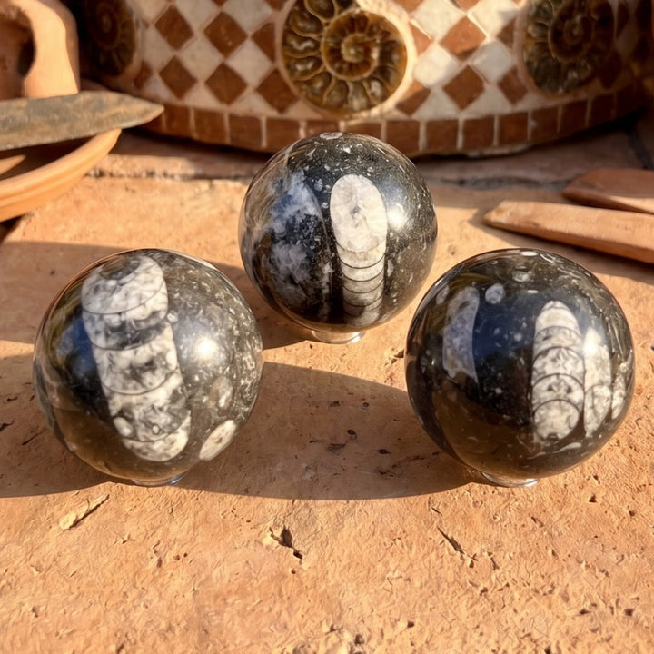 Orthoceras Fossil Sphere Polished Carving