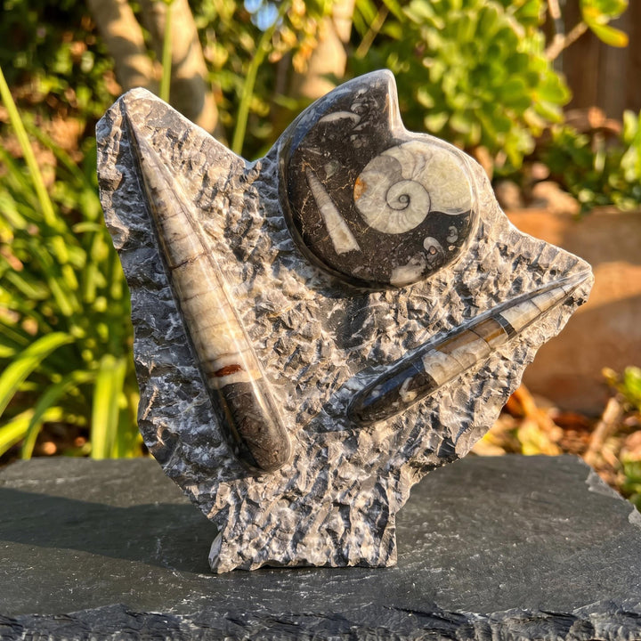 Orthoceras and Ammonite Fossil Stone Display Carving