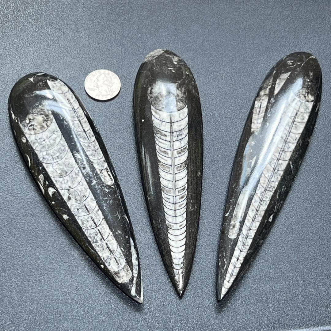 Large Orthoceras Fossil Carving