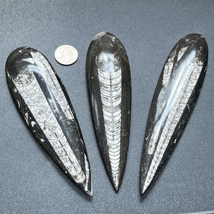 Large Orthoceras Fossil Carving