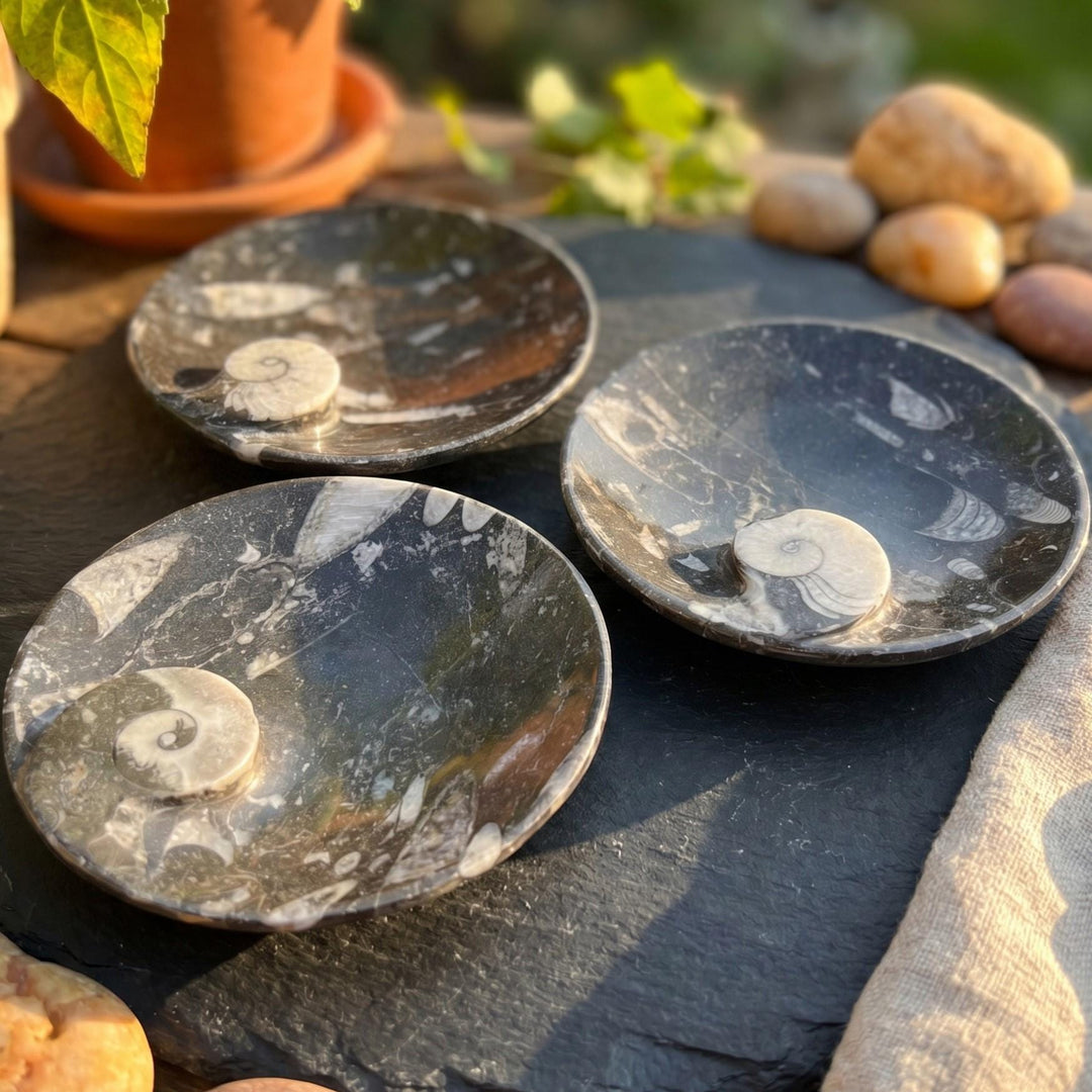 Orthoceras And Ammonite Fossil Stone Bowl Dish Carving (4.5 Inches)