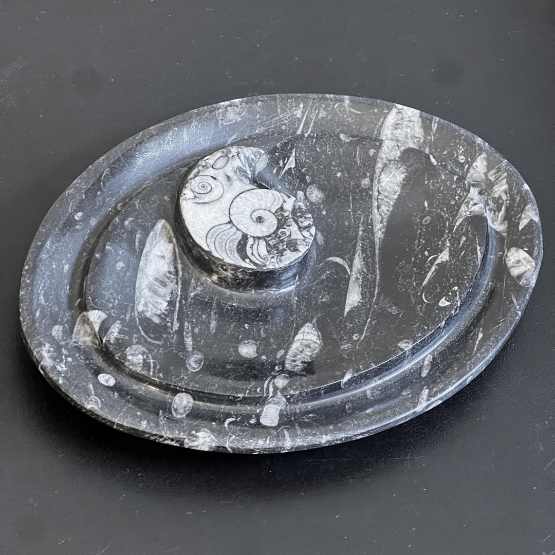 Orthoceras And Ammonite Fossil Stone Change Dish Carving (8 inches)