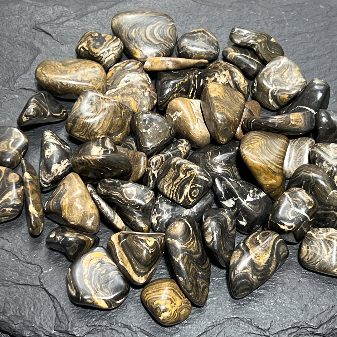 Stromatolite Fossil Tumbled Stones (By The Piece or Pound)