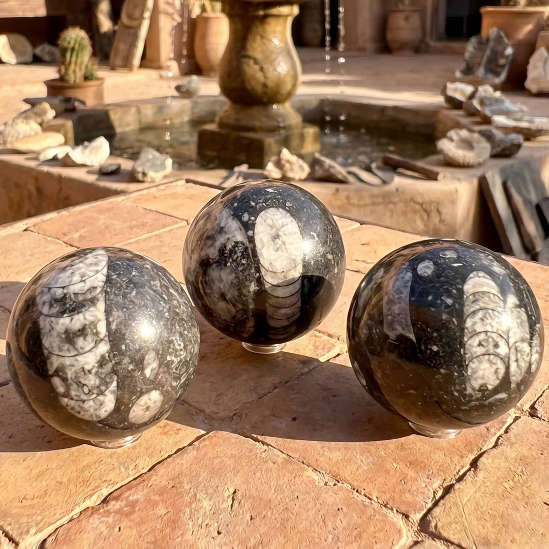 Orthoceras Fossil Sphere Polished Carving