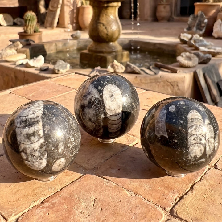 Orthoceras Fossil Sphere Polished Carving