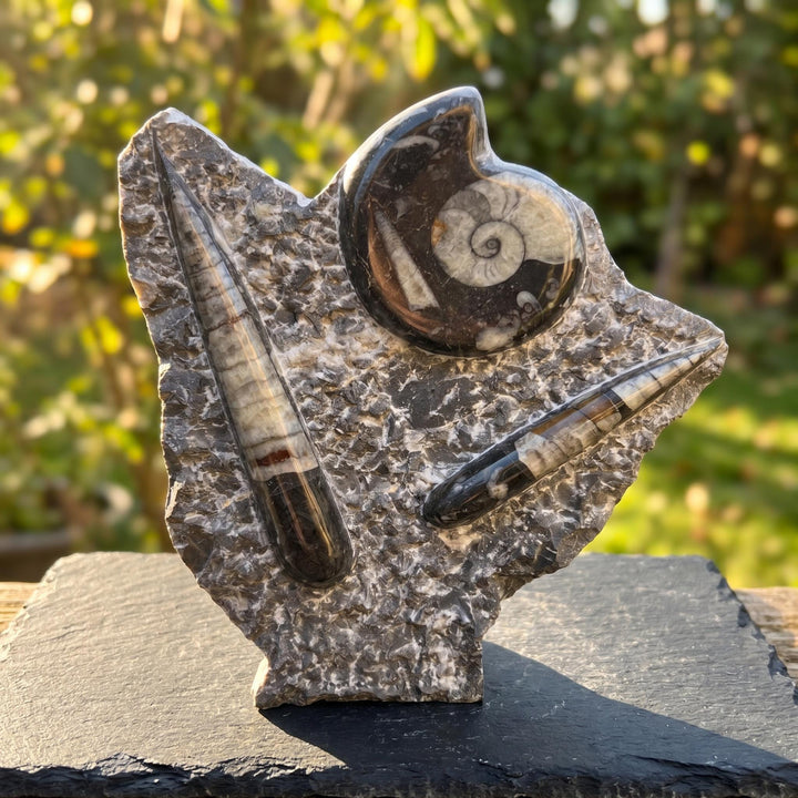 Orthoceras and Ammonite Fossil Stone Display Carving