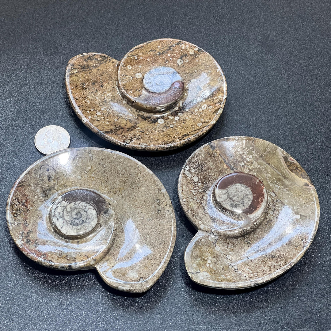 Ammonite Fossil Dish Carving