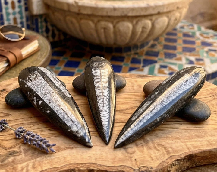 Large Orthoceras Fossil Carving