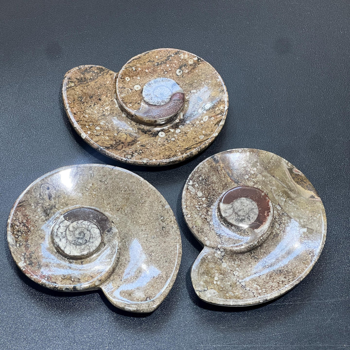 Ammonite Fossil Dish Carving