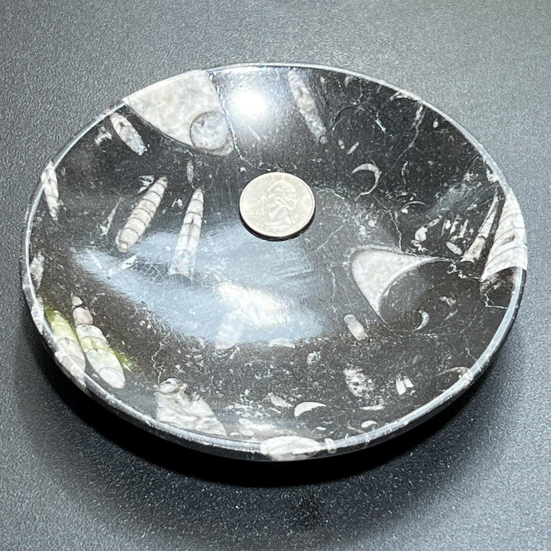 Orthoceras Fossil Stone Bowl Dish Carving (6 Inches)