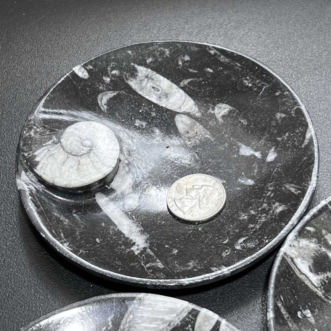 Orthoceras And Ammonite Fossil Stone Bowl Dish Carving (4.5 Inches)