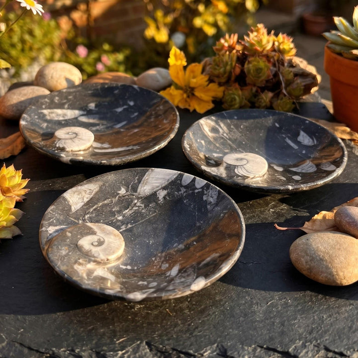 Orthoceras And Ammonite Fossil Stone Bowl Dish Carving (4.5 Inches)