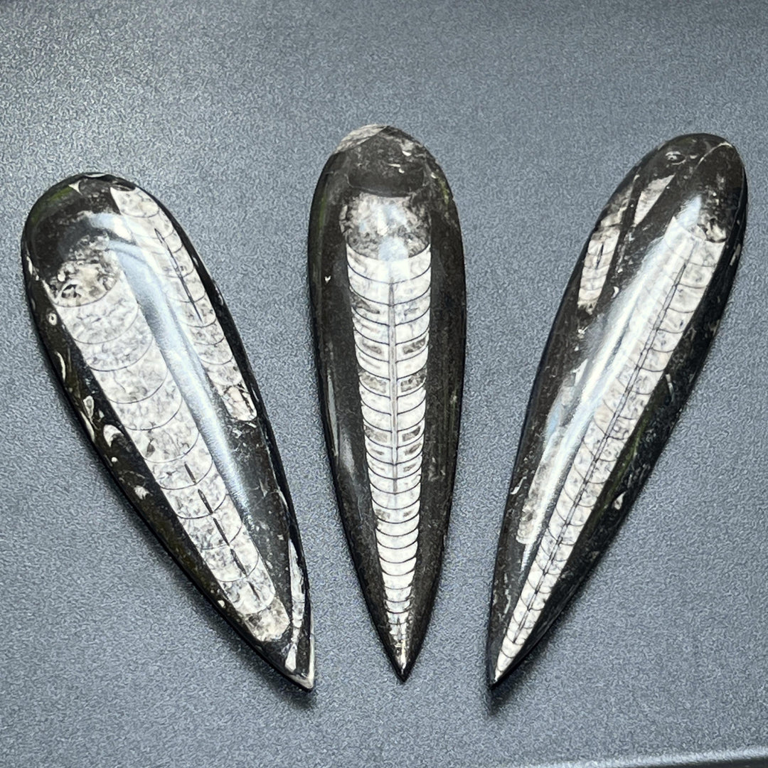 Large Orthoceras Fossil Carving