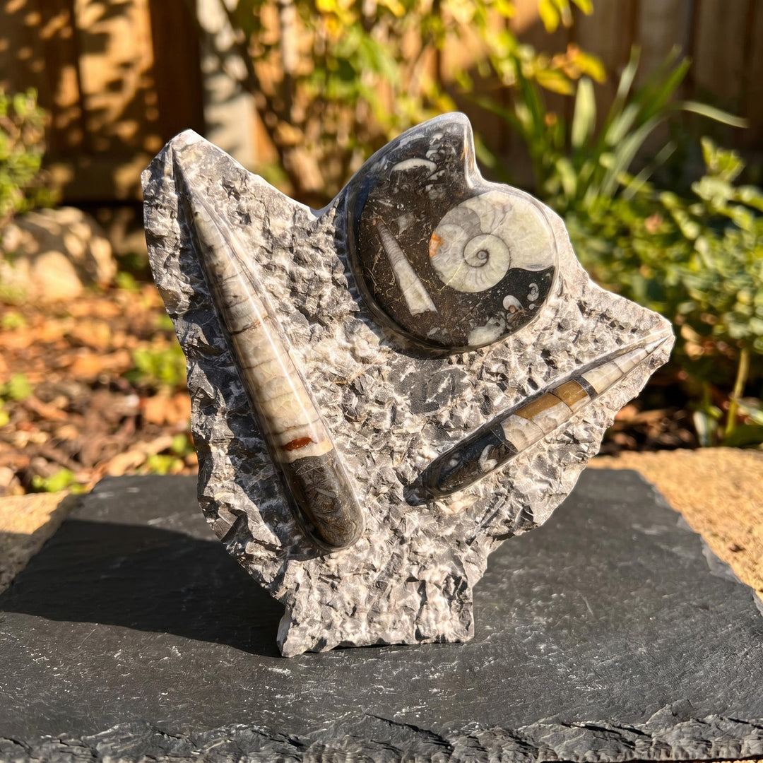 Orthoceras and Ammonite Fossil Stone Display Carving