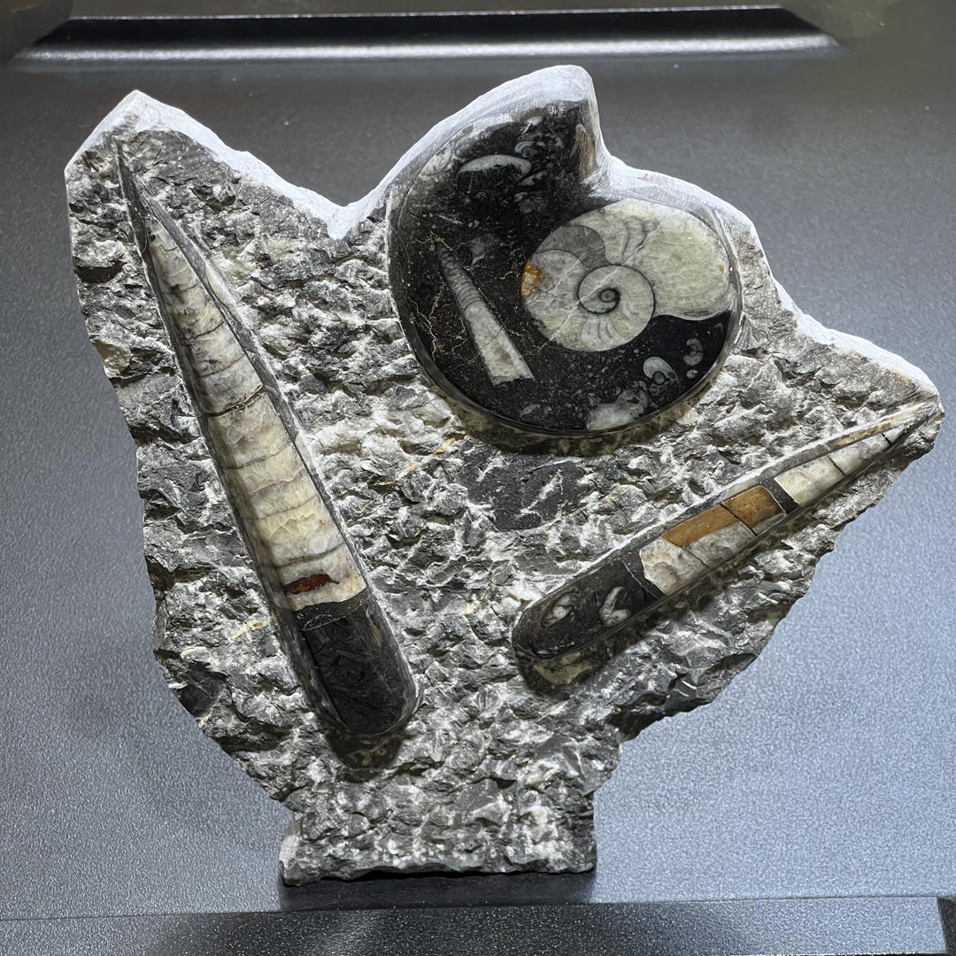 Orthoceras and Ammonite Fossil Stone Display Carving