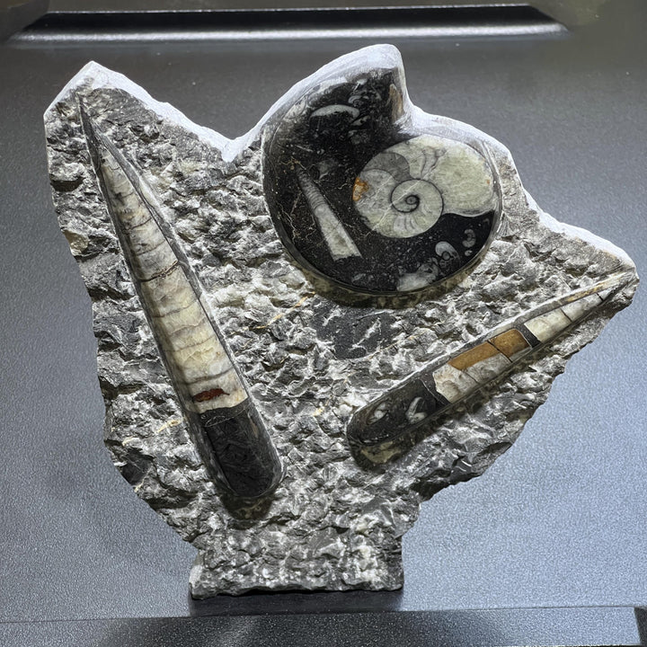 Orthoceras and Ammonite Fossil Stone Display Carving
