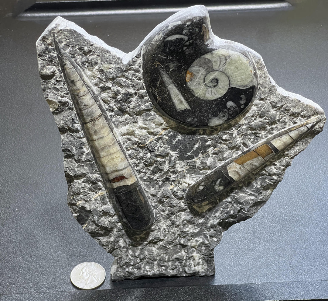 Orthoceras and Ammonite Fossil Stone Display Carving