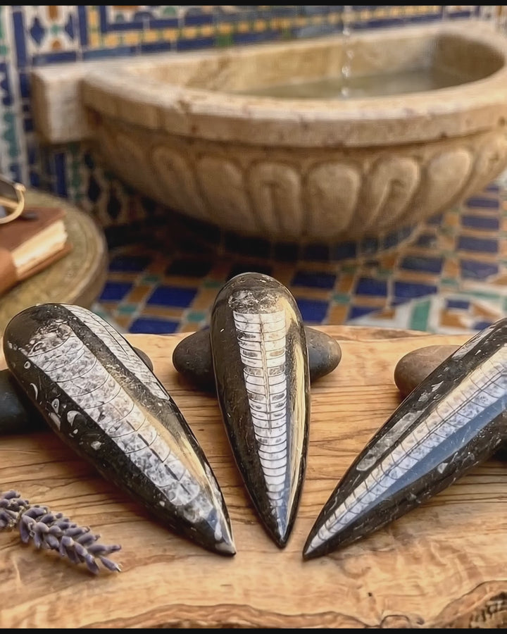 Large Orthoceras Fossil Carving