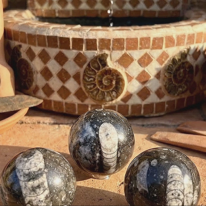 Orthoceras Fossil Sphere Polished Carving