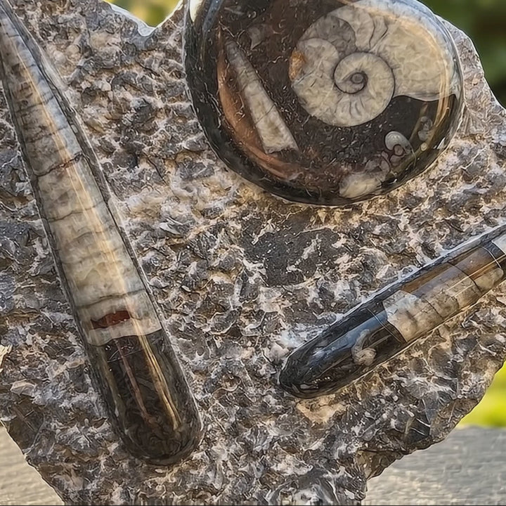 Orthoceras and Ammonite Fossil Stone Display Carving
