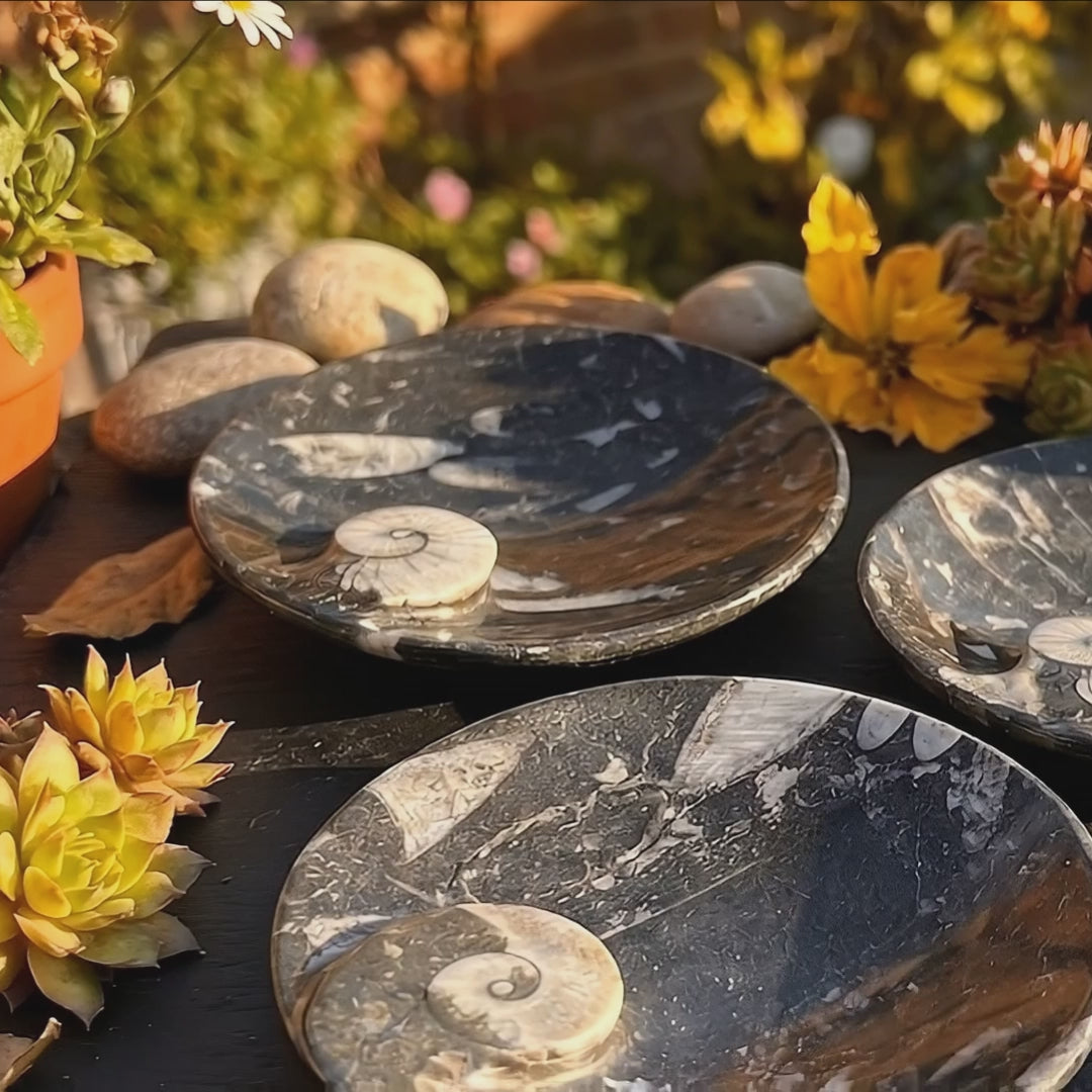 Orthoceras And Ammonite Fossil Stone Bowl Dish Carving (4.5 Inches)