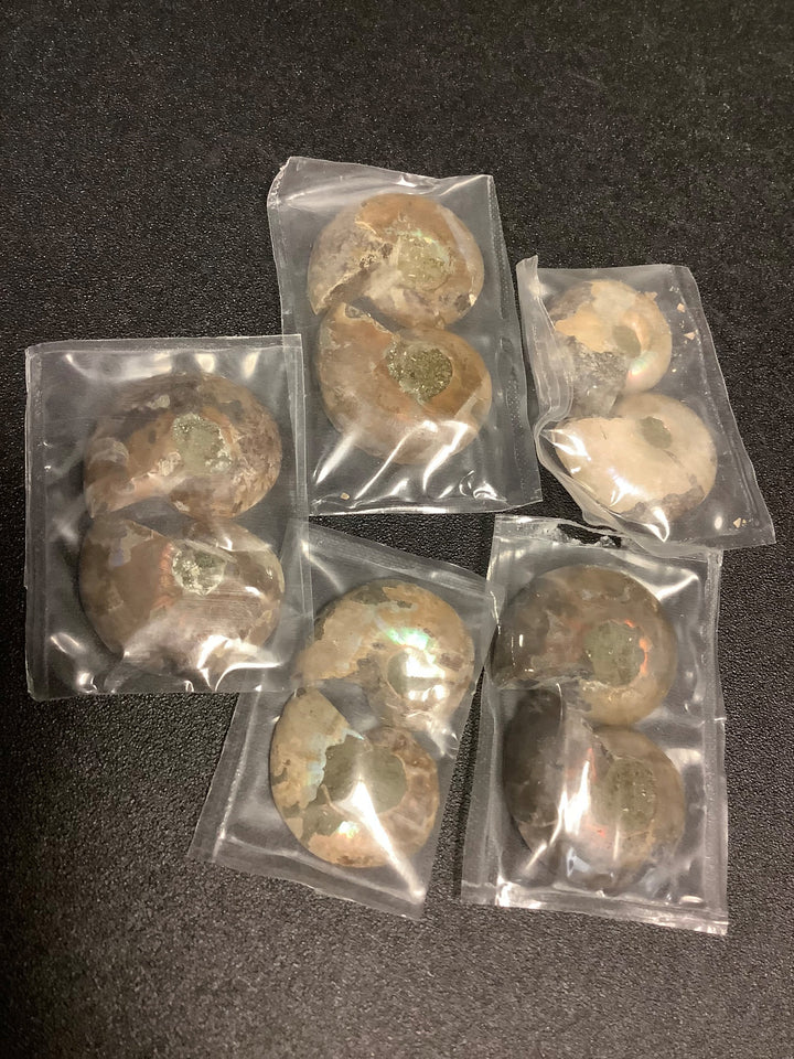 Wholesale Bulk Lot (5 Pack) Ammonite Pairs Fossils