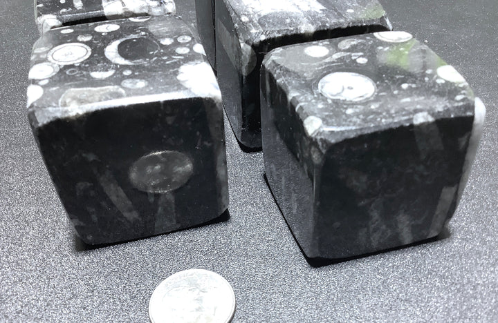 Bulk Wholesale Lot (5 Pcs) Orthoceras Fossil Crystal Cubes