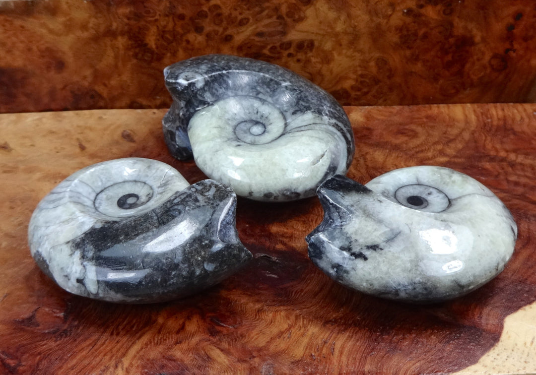 Ammonite Fossil Polished Display Piece Ammonoids From Morocco
