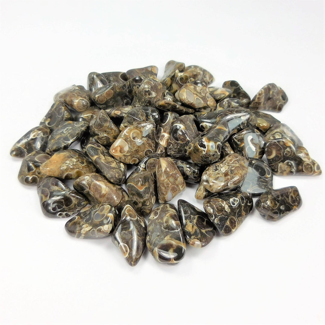 Bulk Wholesale Lot (1 LB) Turritella Agate - One Pound Tumbled Fossils
