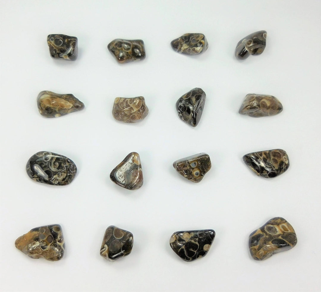 Bulk Wholesale Lot (1 LB) Turritella Agate - One Pound Tumbled Fossils