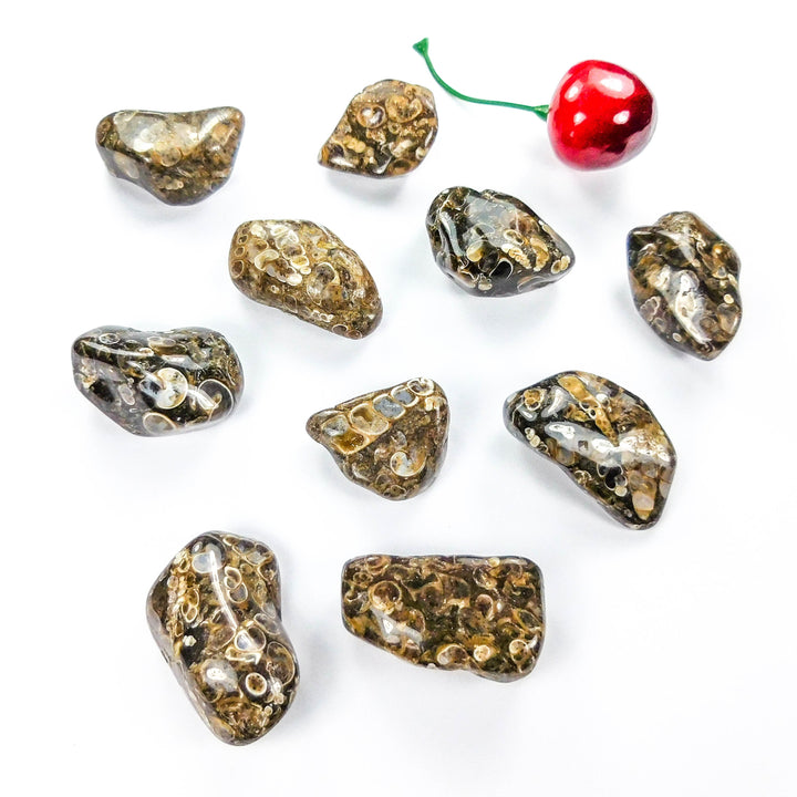 Turritella Agate (3 Pcs) Tumbled Fossil Gemstones