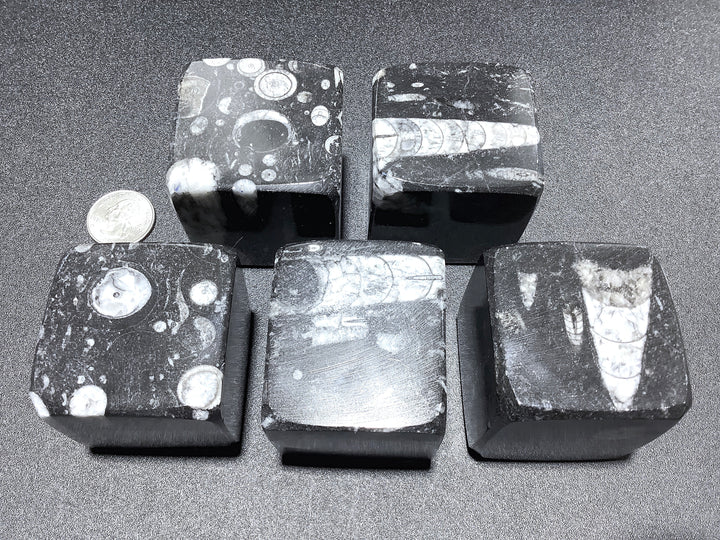 Orthoceras Cube - Polished Fossil Gemstone Block