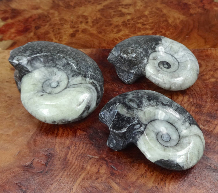 Ammonite Fossil Polished Display Piece Ammonoids From Morocco