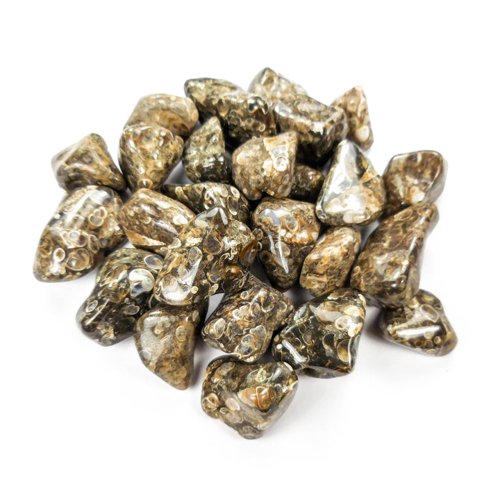 Turritella Agate (3 Pcs) Tumbled Fossil Gemstones