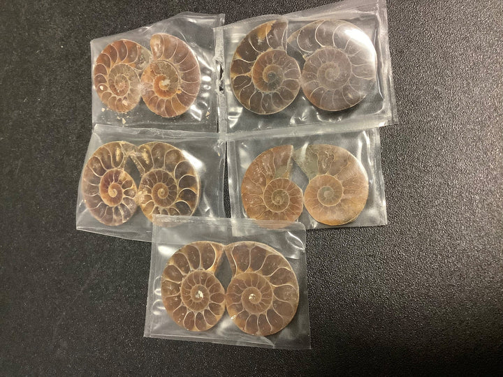 Wholesale Bulk Lot (5 Pack) Ammonite Pairs Fossils