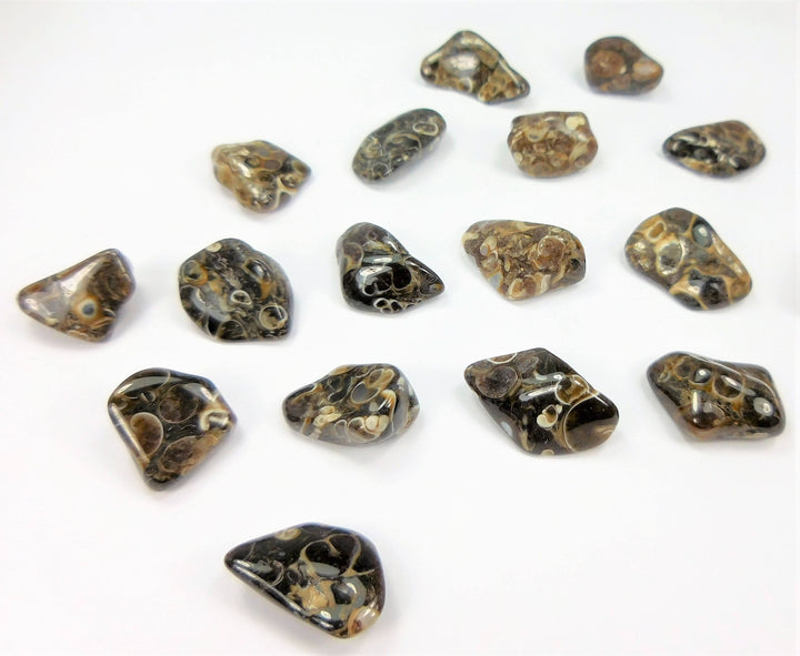 Turritella Agate (3 Pcs) Tumbled  Fossil Gemstone CE23